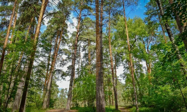 Продажа участка в поселке Успенские Дачи