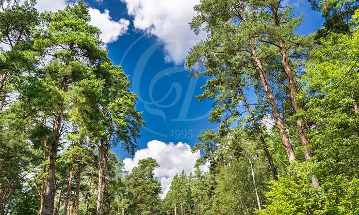 Продажа участка в поселке Успенские Дачи