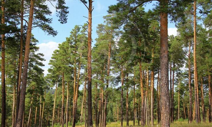 Лот-12287-433485 продажа участка Рублево-Успенское шоссе Ландшафт