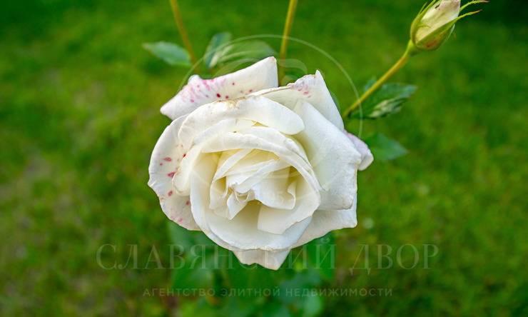 Лот-12058-437455 аренда дома Новорижское шоссе Миллениум парк