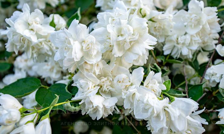 Лот-12058-437463 аренда дома Новорижское шоссе Миллениум парк