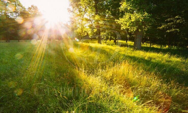 Лот-11945-439762 продажа участка Рублево-Успенское шоссе Знаменские просторы