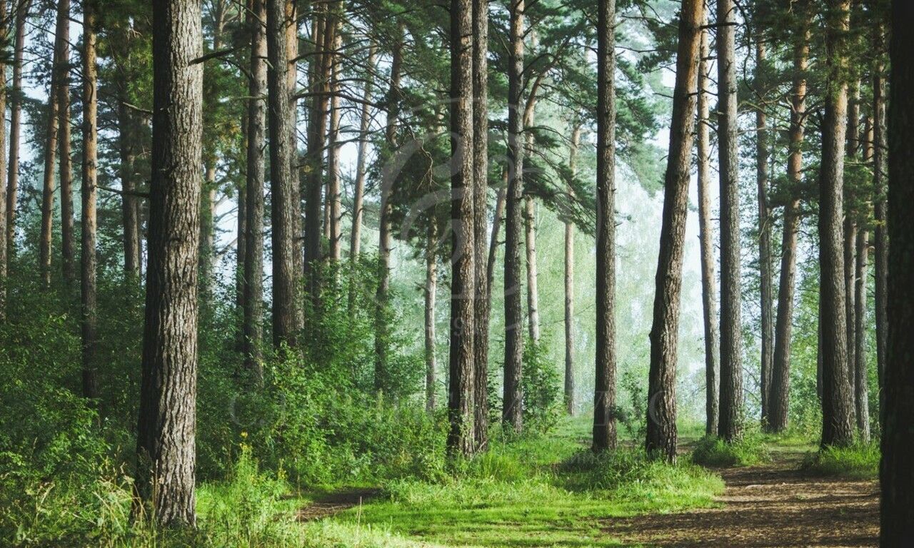 Продажа участка в поселке LES ИСЛАВСКОЕ