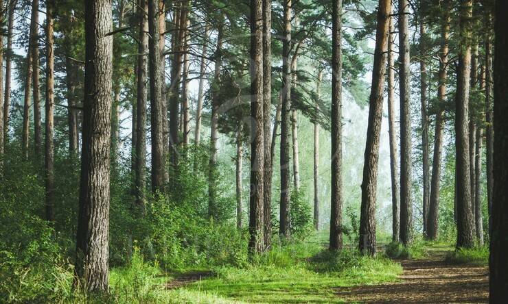 Лот-11985-440816 продажа участка Рублево-Успенское шоссе LES ИСЛАВСКОЕ