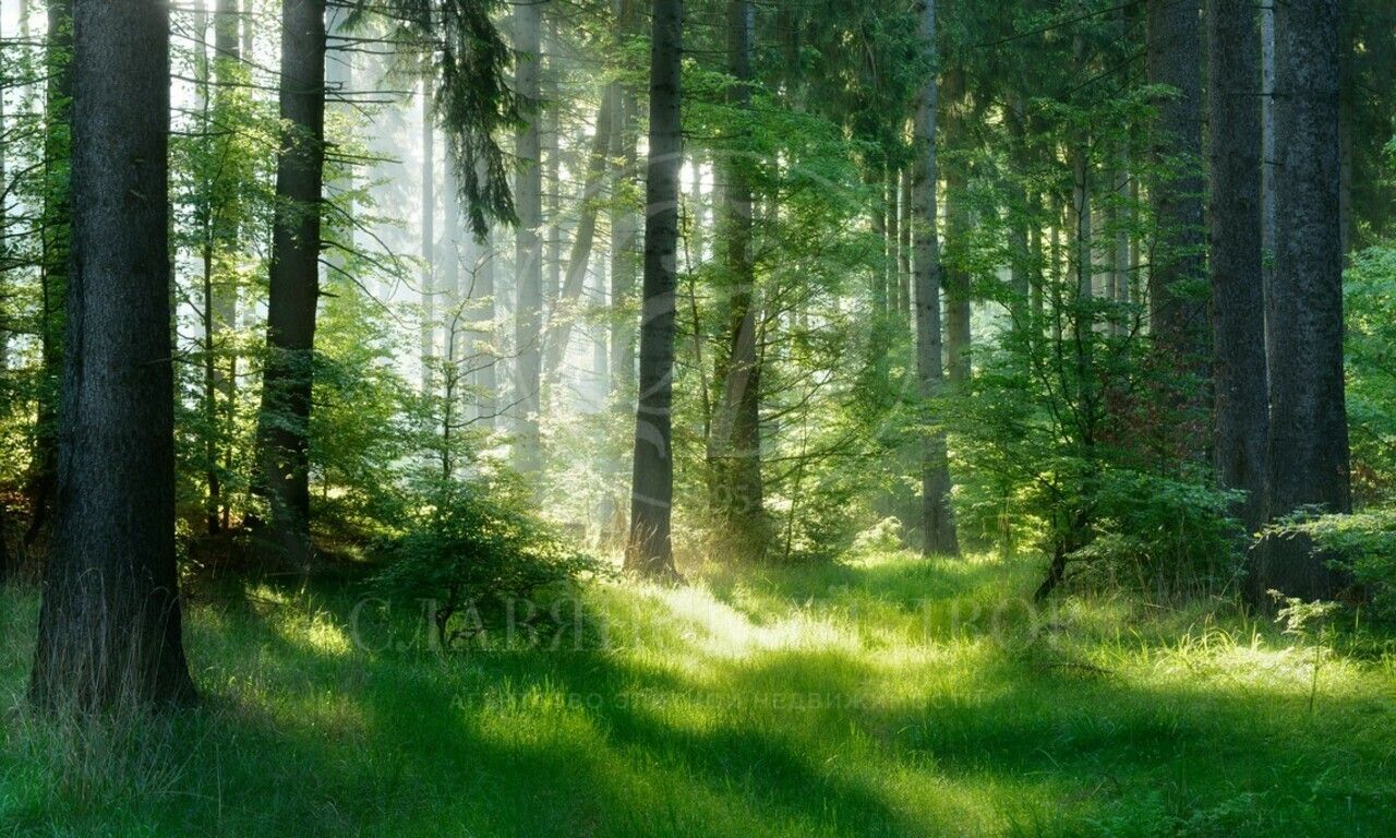 Продажа участка в поселке LES ИСЛАВСКОЕ