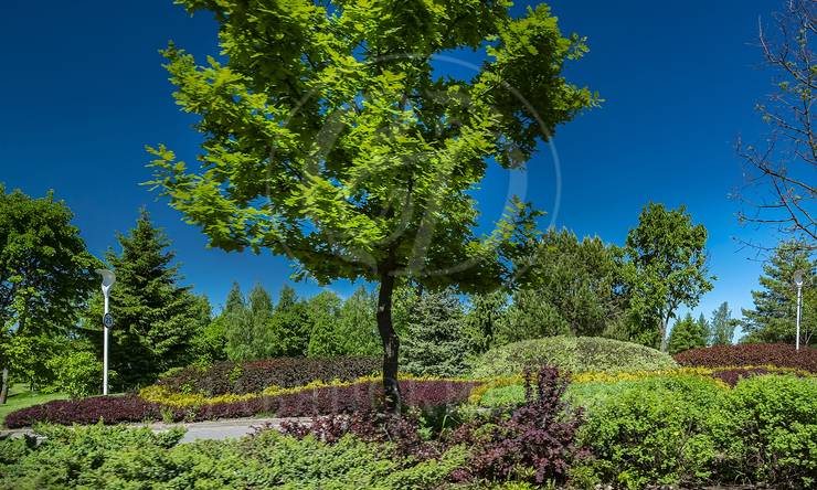 Лот-11988-440843 продажа участка Новорижское шоссе Агаларов Эстейт