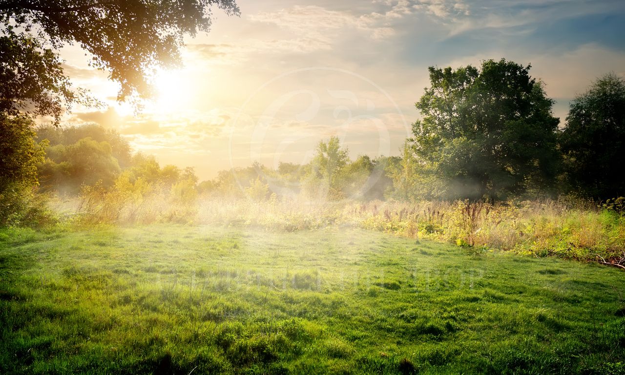 Продажа участка в поселке Камыши