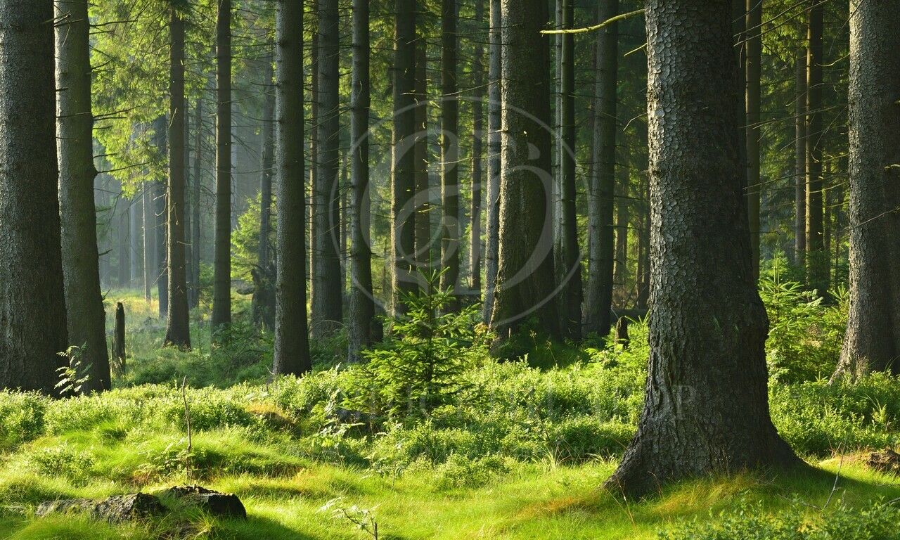 Продажа участка в поселке Корабельные Сосны