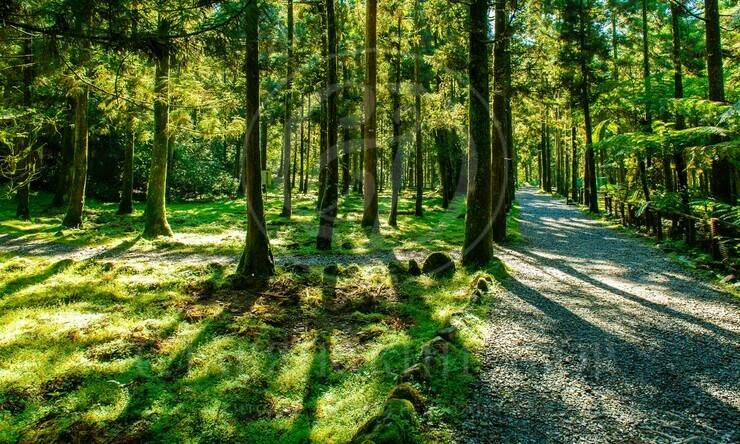 Лот-12115-441356 продажа участка Рублево-Успенское шоссе Зеленый Ветер