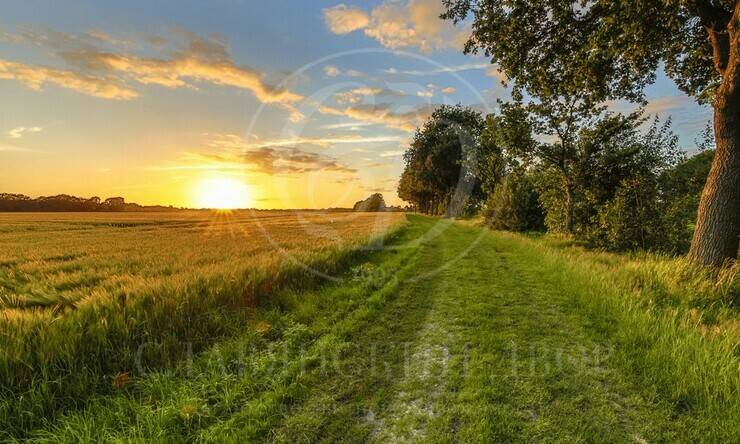 Лот-12067-441377 продажа участка Рублево-Успенское шоссе Весна