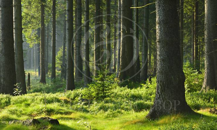 Лот-12179-441385 продажа участка Ленинградское шоссе Новогорск-7