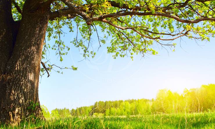 Лот-12178-441386 продажа участка Минское шоссе Стольное