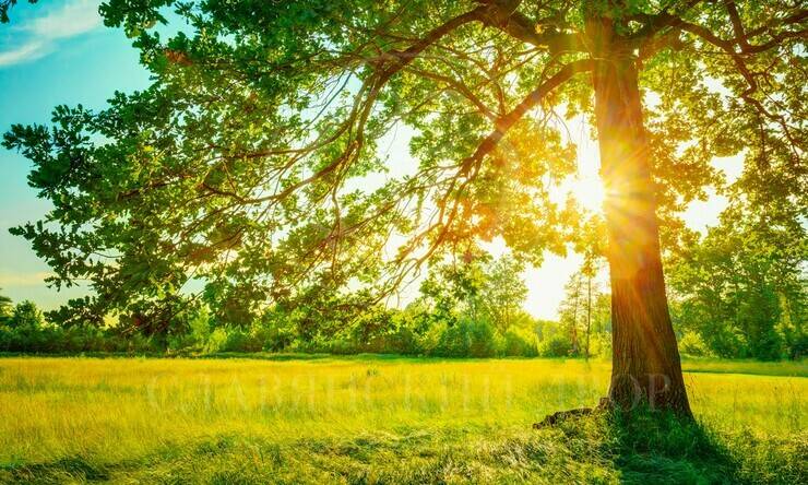 Лот-12061-441392 продажа участка Рублево-Успенское шоссе Балатон