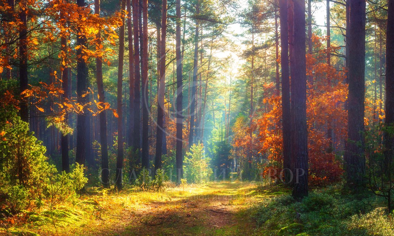 Продажа участка в поселке Горки-6