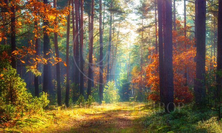 Лот-12071-441399 продажа участка Рублево-Успенское шоссе Горки-6