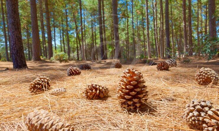 Лот-7167-441439 продажа участка Рублево-Успенское шоссе Сады Майендорф (бывшая территория санатория Барвиха)