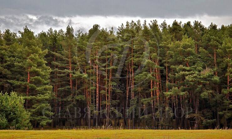 Лот-9007-443035 продажа участка 1-е Успенское шоссе Успенские Дачи