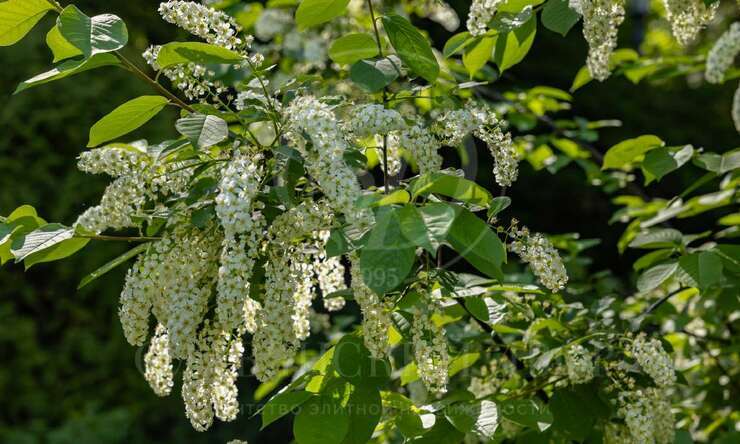 Лот-3782-444333 продажа дома 1-е Успенское шоссе Николино (Новое Николино)