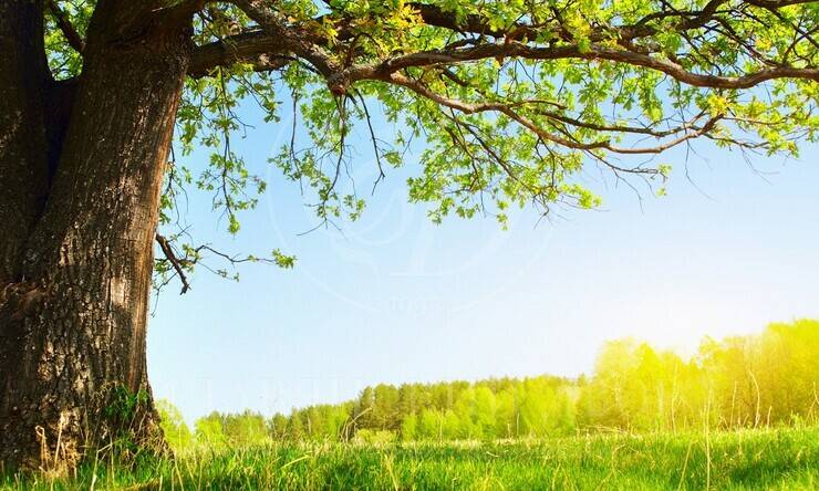 Лот-12193-444674 продажа участка 1-е Успенское шоссе Успенские Дачи