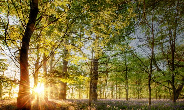 Лот-12292-448163 продажа участка Рублево-Успенское шоссе Шульгино