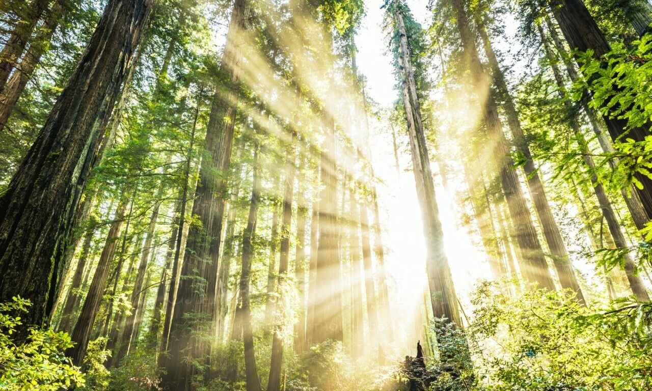 Участок у леса в Горках-8