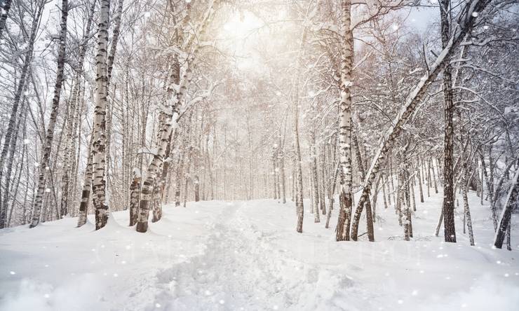 Лот-12367-453484 продажа участка 1-е Успенское шоссе Николино (Новое Николино)