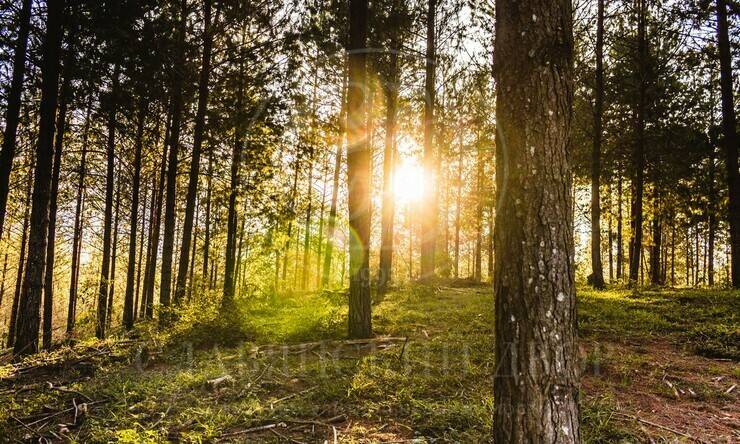 Лот-12417-455935 продажа участка 1-е Успенское шоссе Ново-Дарьино