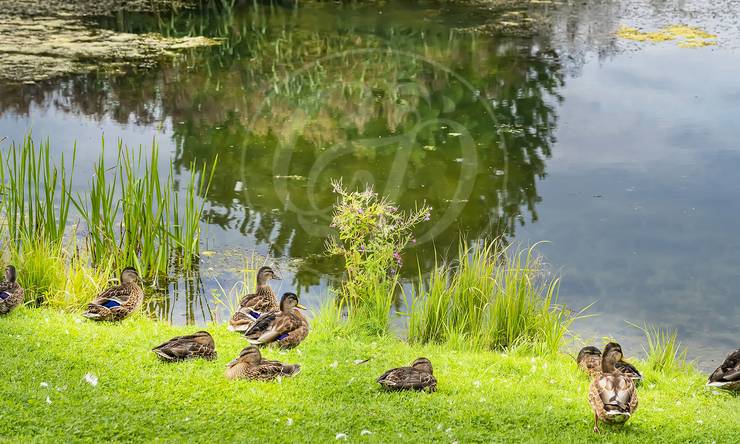 Лот-12434-456534 продажа дома Новорижское шоссе Бенилюкс