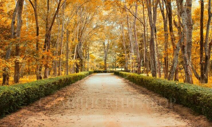 Лот-12447-457253 продажа участка Рублево-Успенское шоссе Ильинское