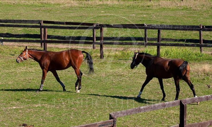 Лот-4912-87655 продажа дома Рублево-Успенское шоссе Азарово
